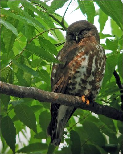 Brown Hawk-owl brown_hawk_owl_17522.jpg