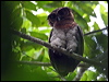 Click here to enter gallery and see photos/pictures/images of Brown Wood-Owl