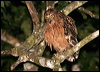 Click here to enter gallery and see photos/pictures/images of Buffy Fish-Owl