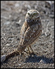 burrowing_owl_69268