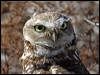 Click here to enter gallery and see photos/pictures/images of Burrowing Owl