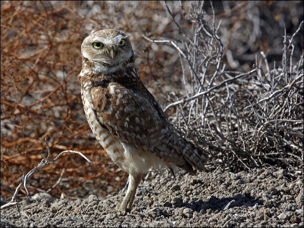 Burrowing Owl burrowing_owl_69299.psd