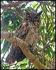 Click here to enter gallery and see photos/pictures/images of Great Horned Owl