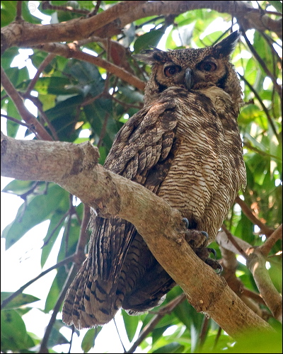 Great Horned Owl great_horned_owl_204745.psd