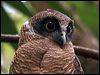 Click here to enter gallery and see photos/pictures/images of Rufous Owl