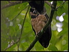 Click here to enter gallery and see photos/pictures/images of Spectacled Owl