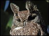 spotted_eagle_owl_04322