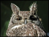 Click here to enter gallery and see photos/pictures/images of Spotted Eagle Owl