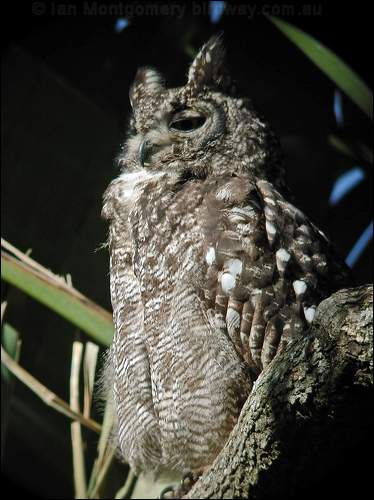 Spotted Eagle-owl spotted_eagle_owl_04305.psd