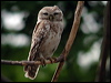 Click here to enter gallery and see photos/pictures/images of Spotted Owlet