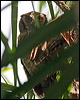 Click here to enter gallery and see photos/pictures/images of Tropical Screech Owl
