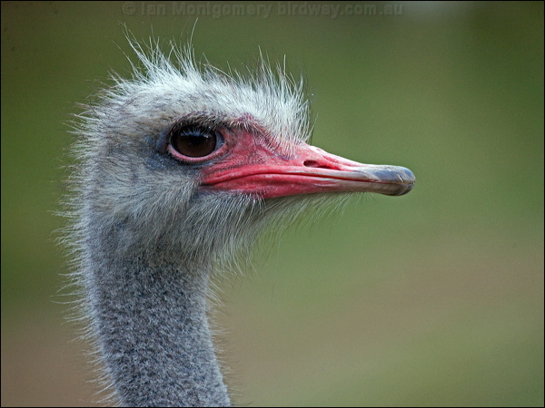 Common Ostrich common_ostrich_165277.psd