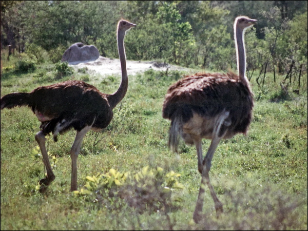 Common Ostrich common_ostrich_s6114.jpg