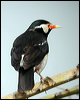 asian_pied_starling_16769