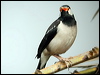 asian_pied_starling_16770