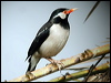 asian_pied_starling_16771