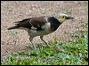 Click here to enter gallery and see photos/pictures/images of Black-collared Starling