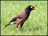 Click here to enter gallery and see photos/pictures/images of Common Myna
