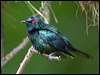 Click here to enter gallery and see photos/pictures/images of Metallic Starling
