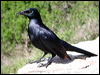 Click here to enter gallery and see photos/pictures/images of Red-winged Starling