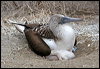 Click here to enter gallery and see photos of Blue-footed Booby