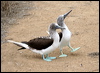 blue_footed_booby_27564