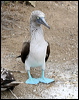 blue_footed_booby_27598