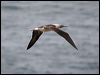 blue_footed_booby_27632