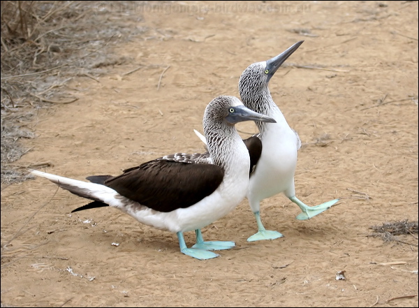 Blue-footed Booby blue_footed_booby_27564.psd