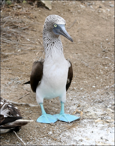 Blue-footed Booby blue_footed_booby_27598.psd