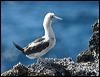 brown_booby_39385