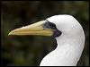 Click here to enter gallery and see photos of Masked Booby