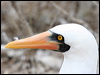 Click here to enter gallery and see photos of Nazca Booby