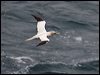 Click here to enter gallery and see photos of Northern Gannet