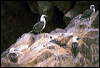 Click here to enter gallery and see photos of Peruvian Booby