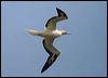 red_footed_booby_39067