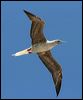 red_footed_booby_45231