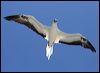 red_footed_booby_45257
