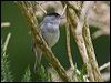 Click here to enter gallery and see photos/pictures/images of Eurasian Blackcap