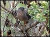 Click here to enter gallery and see photos of Wrentit
