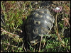 angulate_tortoise_04552