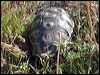 angulate_tortoise_04553