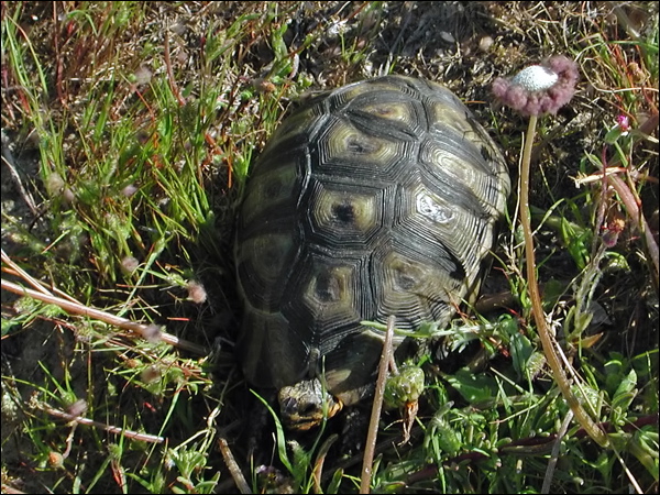 Angulate Tortoise angulate_tortoise_04552.psd