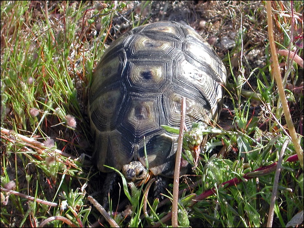 Angulate Tortoise angulate_tortoise_04553.psd