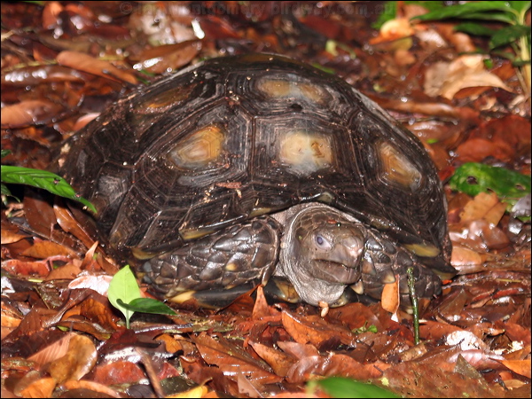 Asian Brown Tortoise brown_tortoise_50274.psd