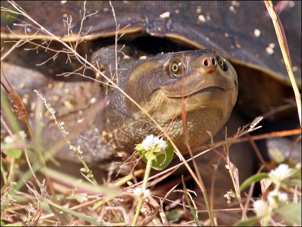 Macquarie Turtle macquarie_turtle_48463.psd