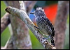 Clickable thumbnail to enter photo gallery of Barred Antshrike