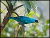 swallow_tanager_207018