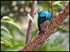 swallow_tanager_207036