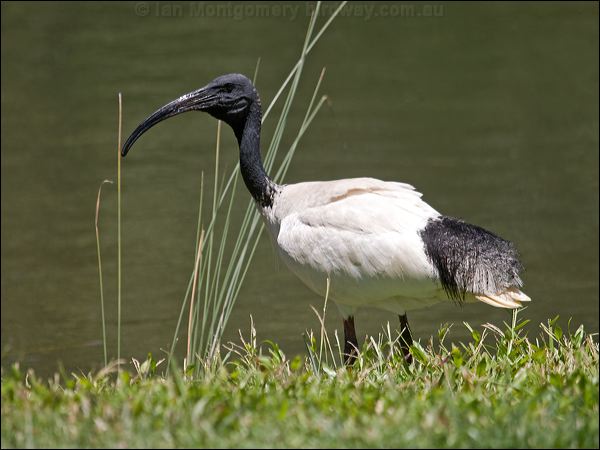 australian ibis
